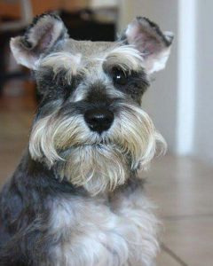 filhote-schnauzer miniatura